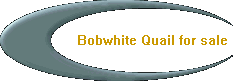 Bobwhite Quail for sale