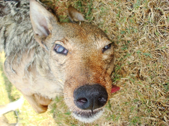 Closeup of female coyote from Georgia