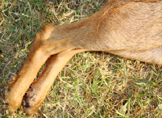 Back legs of female coyote from Georgia