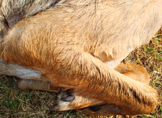 Front legs of female coyote from Georgia