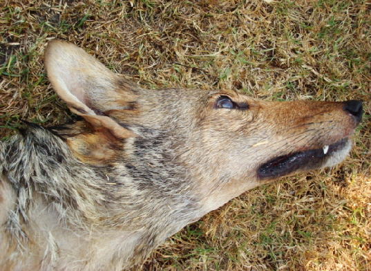 Sloping head of female coyote from Georgia