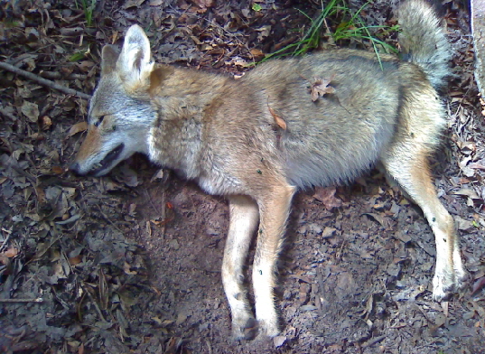 Young Male Coyote from Georgia