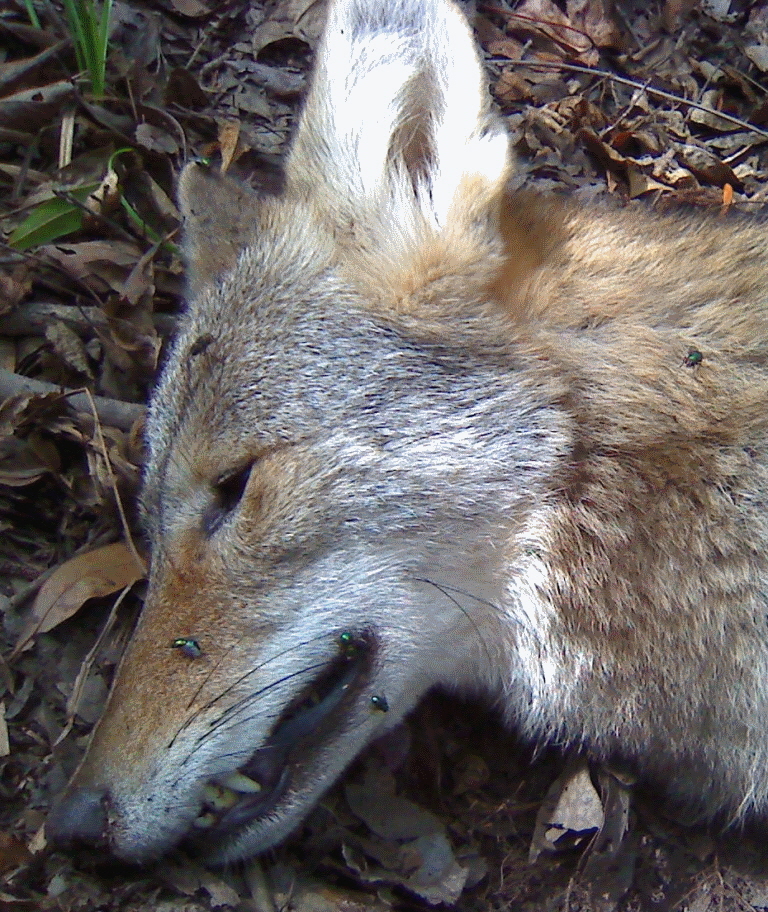 Closeup of young male coyote from Georgia