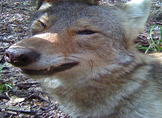Front facial view of Coyote from Georgia